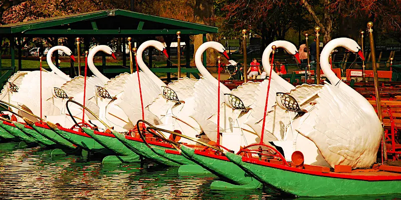Swan Boats Scenes from Boston Common